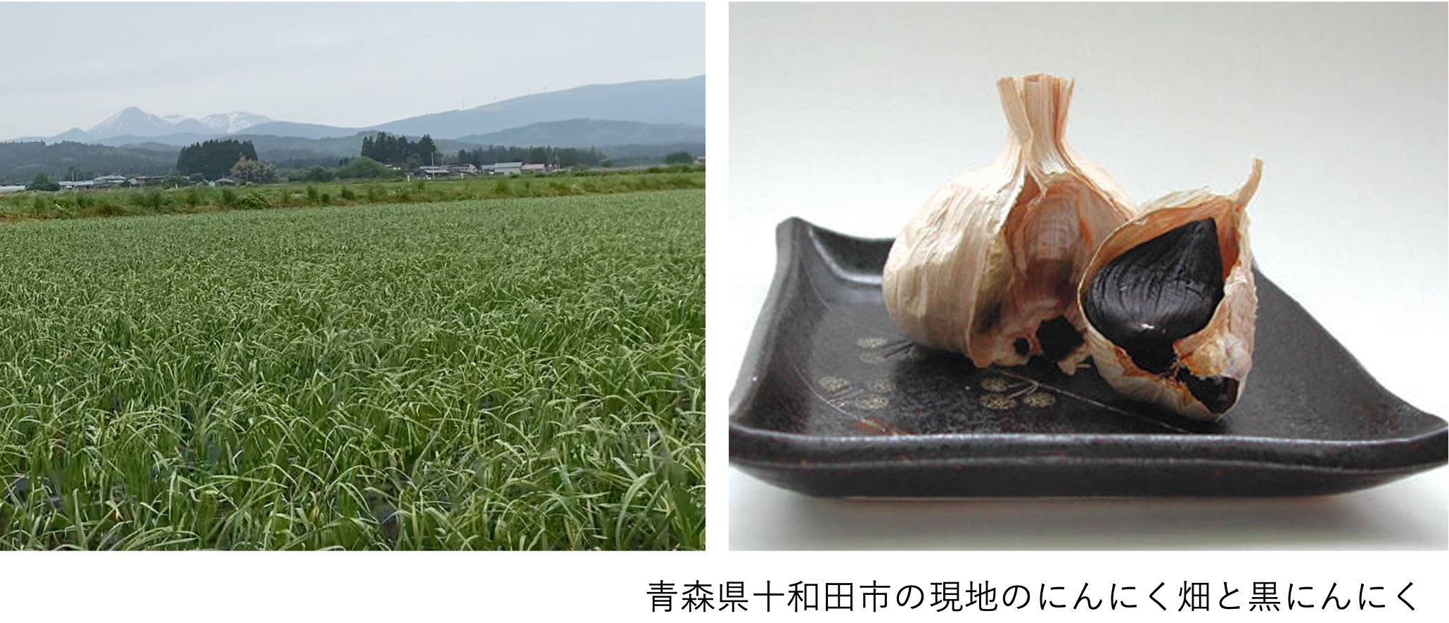 貸付先及び黒にんにくについて